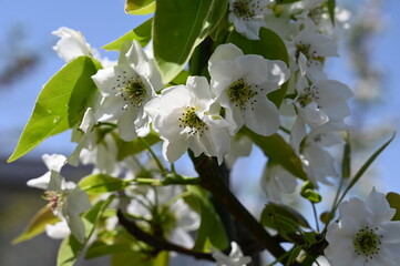 White pear flowers