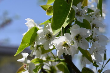 White pear flowers