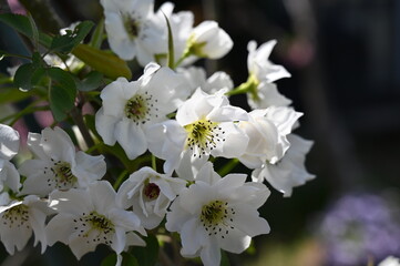 White pear flowers