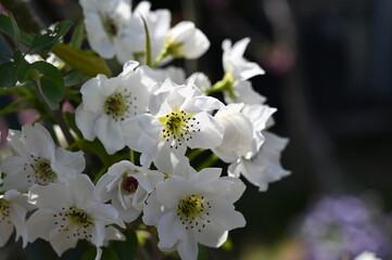 White pear flowers