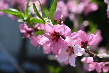 Pink peach blossoms