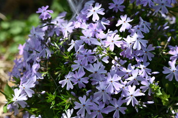 Blue moss phlox
