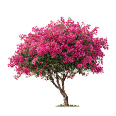 Pink bougainvillea tree full bloom isolated on transparent background