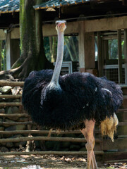 Avestruz