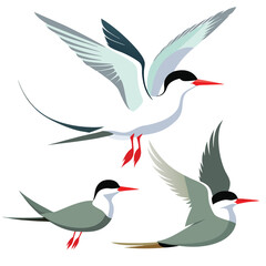 Arctic tern birds set shilhotee vector isolated on white background
