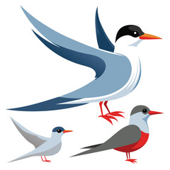 Arctic tern birds set shilhotee vector isolated on white background