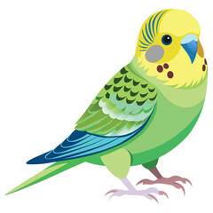 Budgerigar birds shilhotee vector isolated on white background