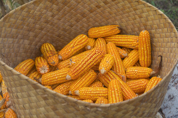 East Sumba – 04. 21. 2025 – Harvest time is always eagerly awaited by farmers; the effort of...