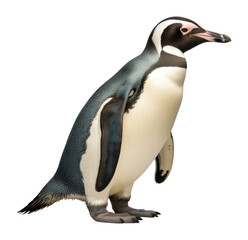 Obraz premium PNG Emperor penguin animal bird