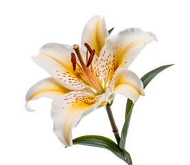 lily flower, isolated on white background