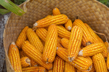 East Sumba – 04. 21. 2025 – Harvest time is always eagerly awaited by farmers; the effort of planting corn has not been in vain, and the farmers are satisfied with this season's corn harvest
