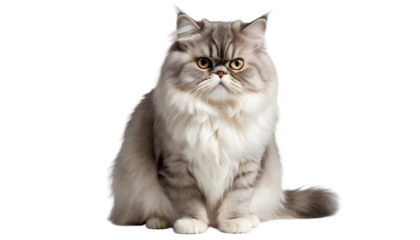 Persian cat isolated on transparent background – realistic PNG of elegant long-haired feline sitting, perfect for pet designs, luxury themes, and commercial use