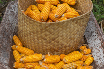 East Sumba – 04. 21. 2025 – Harvest time is always eagerly awaited by farmers; the effort of...