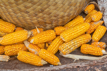 East Sumba – 04. 21. 2025 – Harvest time is always eagerly awaited by farmers; the effort of...
