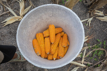 East Sumba – 04. 21. 2025 – Harvest time is always eagerly awaited by farmers; the effort of...