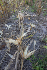 East Sumba – 04. 21. 2025 – Harvest time is always eagerly awaited by farmers; the effort of planting corn has not been in vain, and the farmers are satisfied with this season's corn harvest