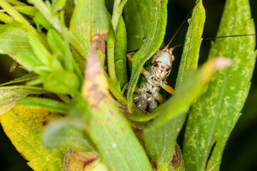 Bottom view of a Black-legged Meadow Katydid looking out of plant stem in Minnesota