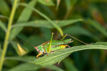 Black-legged Meadow Katydid resting on plant leaf in Minnesota