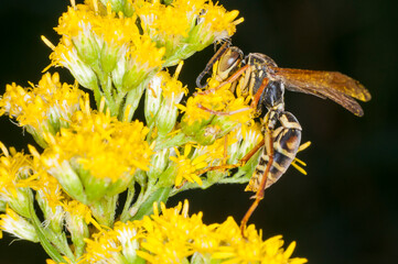  Dark Paper Wasp feeding on goldenrod flower in Minnesota