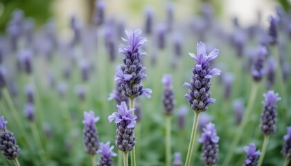 Fototapeta premium Lavender field close-up