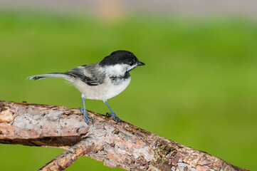 Black-capped Chickadee perched on branch with green background