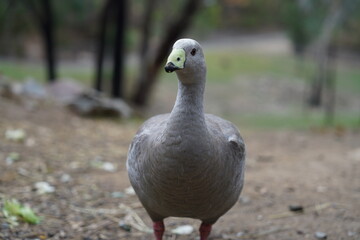 Profile of a Cape Barren Goose