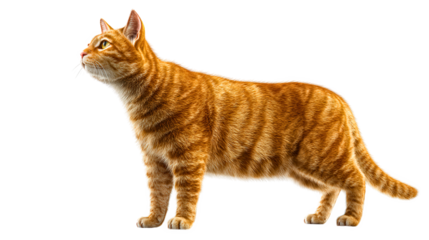 A Oliver cat with a white face stands on a white background