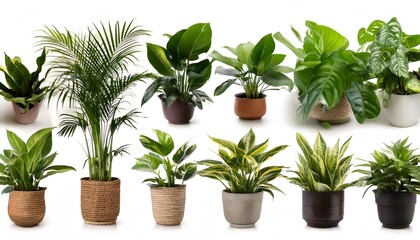 Fototapeta premium Diverse indoor plant assortment in rustic and woven pots, tropical and leafy houseplants, home decor concept