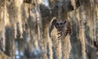 A barred owl in Florida 