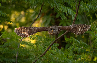 A barred owl in Florida 