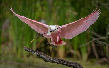 Roseate spoonbill in south Florida 