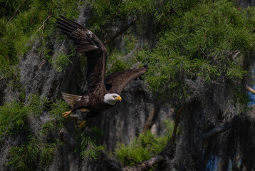 Bald eagle in south Florida 