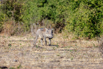 Common warthog