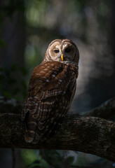 A barred owl in Florida 