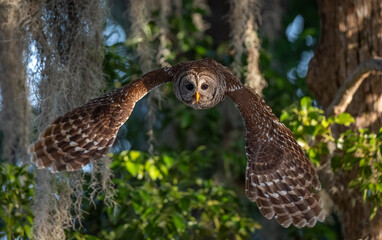 A barred owl in Florida 