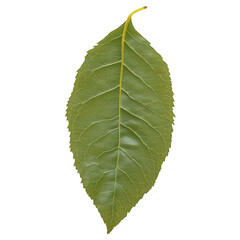 Obraz premium Isolated Green Leaf Illustration On Transparent Background Photo