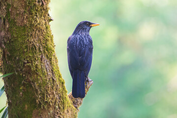 Blue Whistling Thrush in the tree