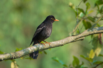 Grey-winged blackbird on a branch