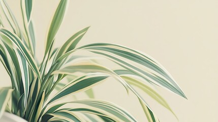 Fototapeta premium Spider plant Chlorophytum comosum indoor houseplant