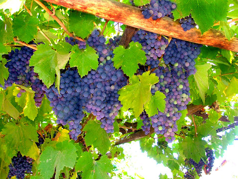 UVA NEGRA VINO TINTO CHILE PARRA PARR&Oacute;N RACIMO