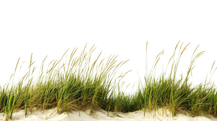 Fototapeta premium Coastal Harmony: Serene Beach Grass Against a Dark Backdrop for Graphic Use