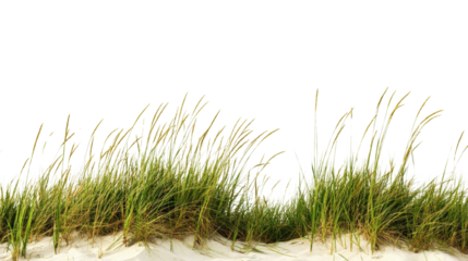 Coastal Harmony: Serene Beach Grass Against a Dark Backdrop for Graphic Use