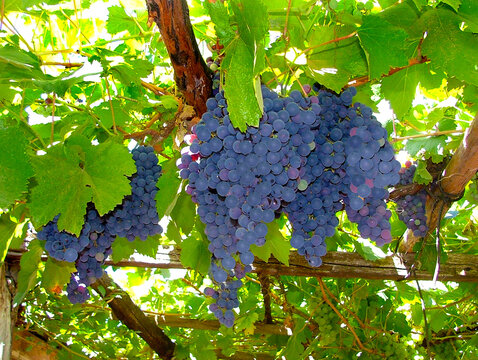 UVA NEGRA VINO TINTO CHILE PARRA PARR&Oacute;N RACIMO