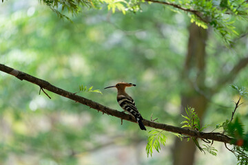 Common hoopoe on the branch