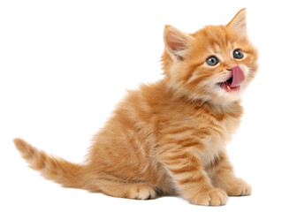 Cute orange tabby kitten sitting with wide eyes and tongue out playfully licking its nose, fluffy fur and adorable expression, isolated on transparent background. 