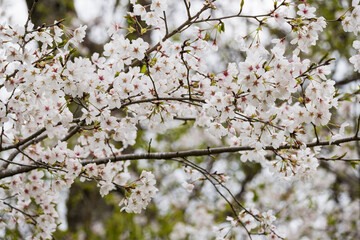 春の日差しを浴びて咲く満開の桜の花