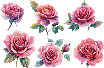 Fototapeta premium Romantic Hand-Drawn Watercolor Pink Rose Flower