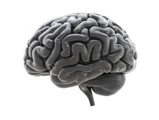 3D Render of a Grey Brain Isolated on a Transparent Background