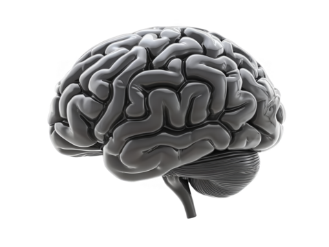 3D Render of a Grey Brain Isolated on a Transparent Background