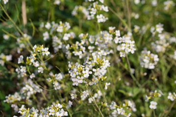  Thale cress,.Arabidopsis thaliana white flowers closeup selective focus